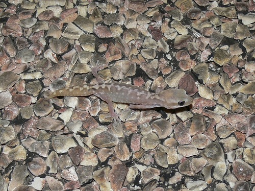 Cape Range Stone Gecko, Diplodactylus capensis