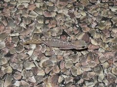 Cape Range Stone Gecko