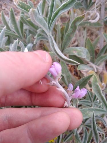 Image of Lupinus leucophyllus by no rights reserved