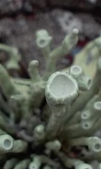 Niebla