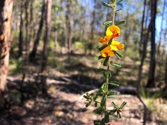 Pultenaea microphylla