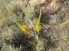 Grevillea eriostachya