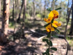 Pultenaea microphylla