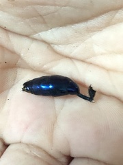 Chlorion aerarium