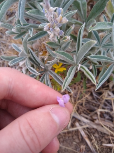 Image of Lupinus leucophyllus by no rights reserved