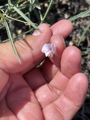 Lathyrus graminifolius