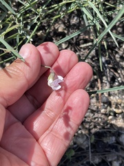 Lathyrus graminifolius