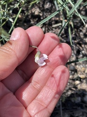 Lathyrus graminifolius