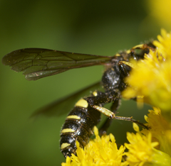 Cerceris atramontensis