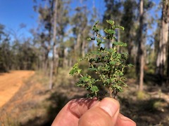 Gompholobium foliolosum