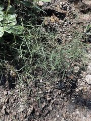 Lathyrus graminifolius