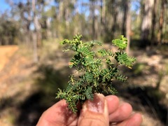 Gompholobium foliolosum
