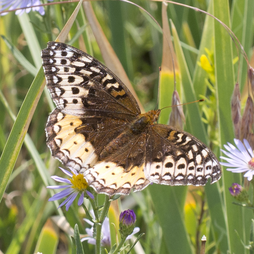 Speyeria cybele cybele