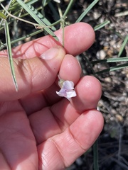 Lathyrus graminifolius