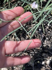 Lathyrus graminifolius