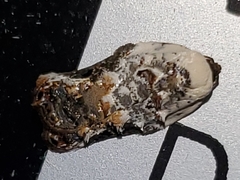 Acleris nivisellana