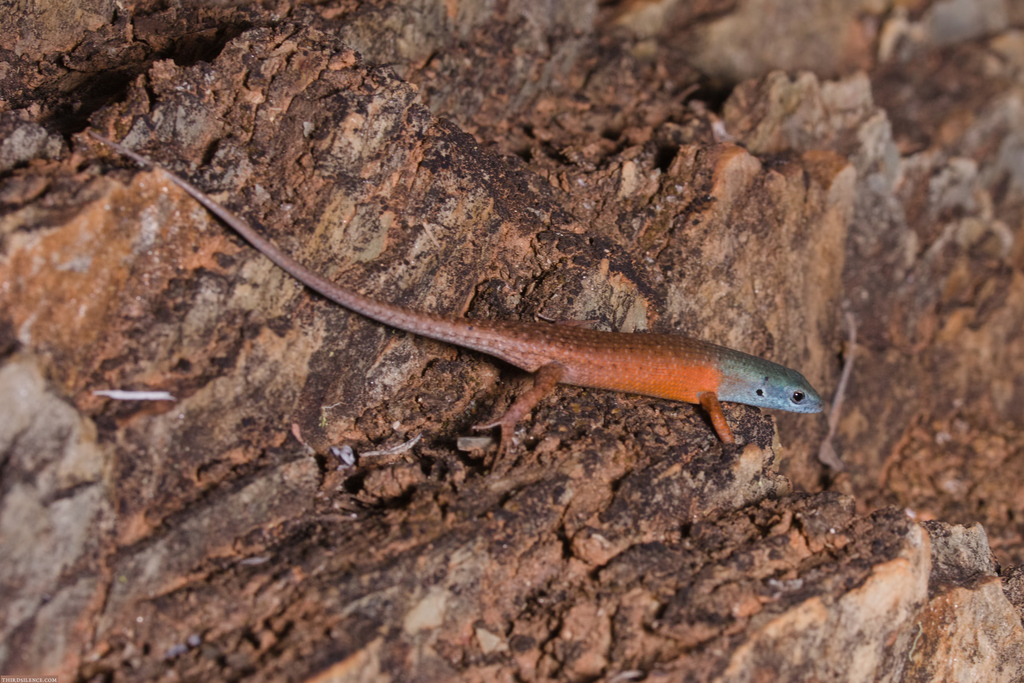 Desert Rainbow-Skink