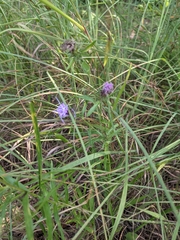 Liatris hirsuta