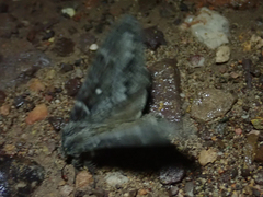 Gloveria arizonensis