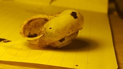 Appalachina chilhoweensis