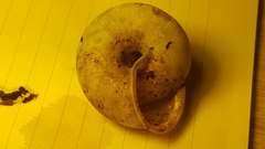 Appalachina chilhoweensis