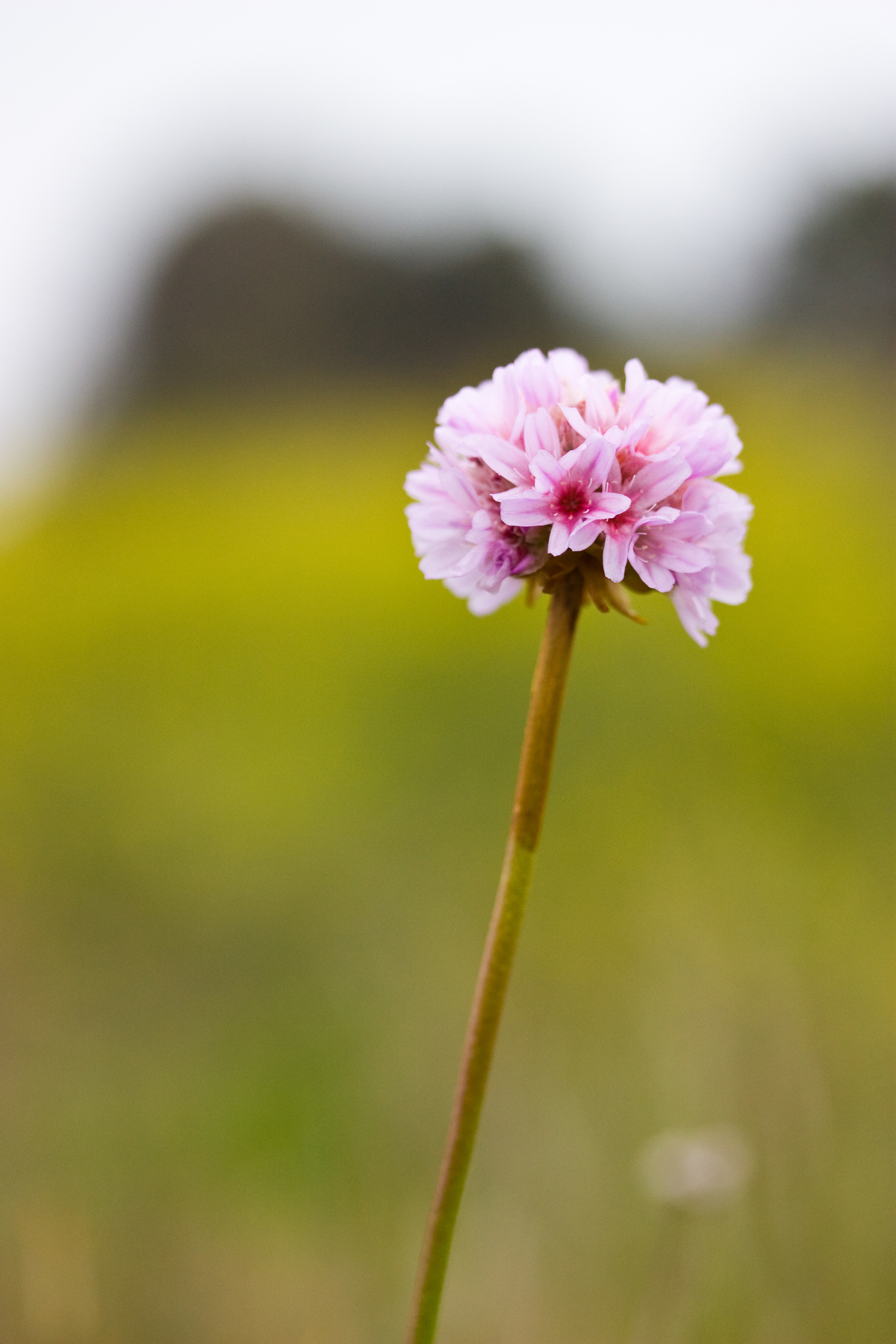 Armeria maritima ssp. californica