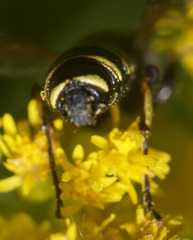 Cerceris atramontensis