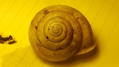 Appalachina chilhoweensis