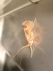 Platycentropus radiatus