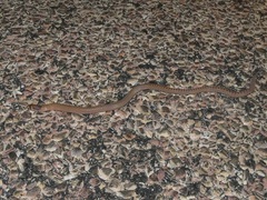 Pygopus nigriceps