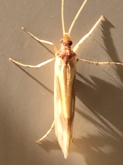 Platycentropus radiatus