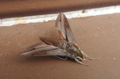 Hippotion boerhaviae