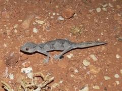 Strophurus ciliaris