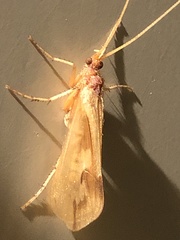 Platycentropus radiatus