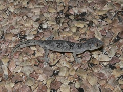 Strophurus ciliaris
