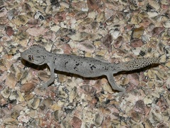 Strophurus ciliaris