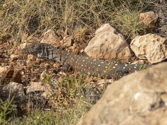 Varanus giganteus