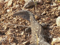 Varanus giganteus