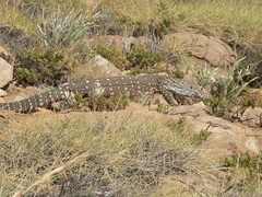 Varanus giganteus