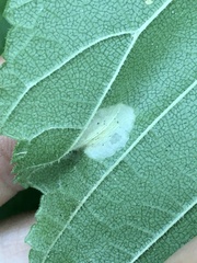 Phyllonorycter argentinotella