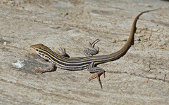 Aspidoscelis sonorae