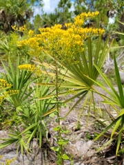 Solidago chapmanii image