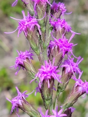 Liatris garberi