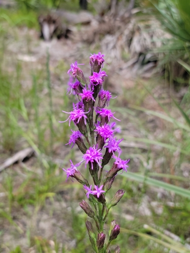 Image of Liatris garberi by (c) Jay Horn, some rights reserved (CC BY)