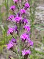 Liatris garberi