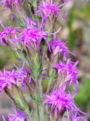 Liatris garberi