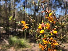Pultenaea microphylla