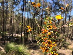 Pultenaea microphylla