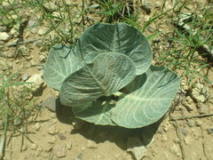 Asclepias nummularia