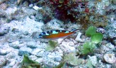 Serranus tabacarius